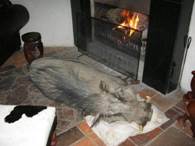 donkey